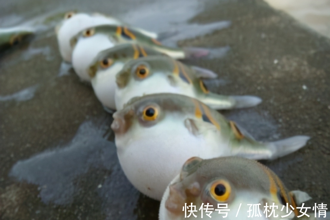 肉毒|5类鱼没营养,对人体有害,但很多人爱吃