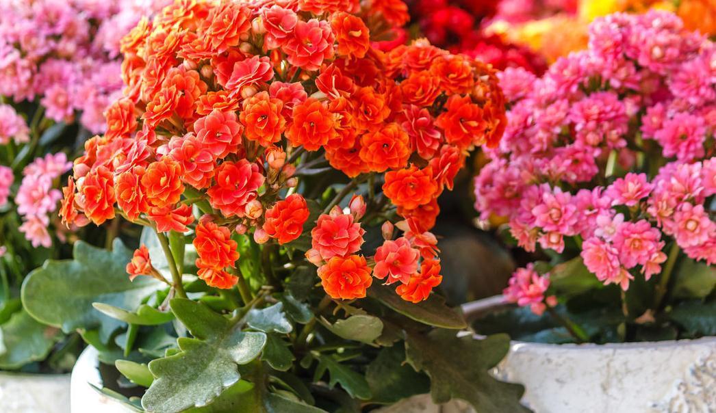 长寿花|养殖长寿花易踩的5个坑，避开养好长寿花无压力