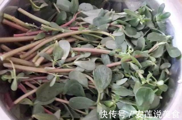 银屑病|酒泡马齿笕,白发变黑发,巧治4种“常见病”,聪明人早就学会了