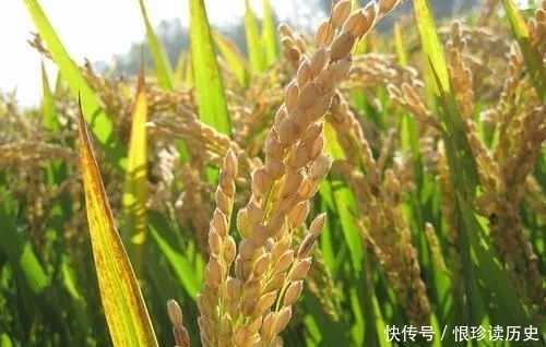 朝鲜|原来,东北大米是当年的日本侵略者留下的