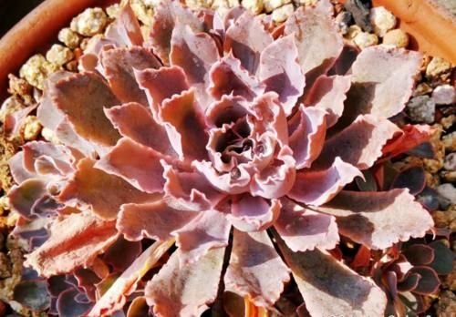 还在为多肉晚霞之舞是单头而操心?建议这样养,它就可以轻松爆盆