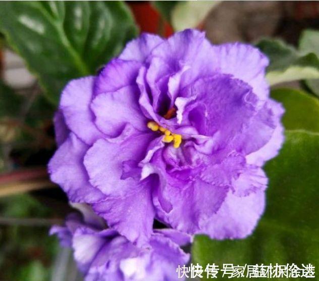 茉莉花|养花就养个花期长的,花大色艳,花团锦簇,比牡丹还美