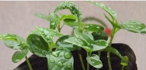 阳台|这些水果,适合在家里盆栽阳台盆栽上几盆,一年不用买