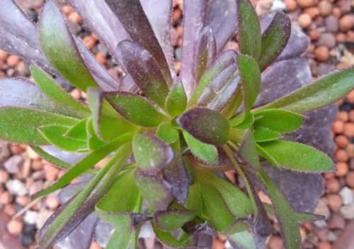 养护|多肉黑法师能在卧室养吗?当然不行,它甚至都不适合放在室内养护