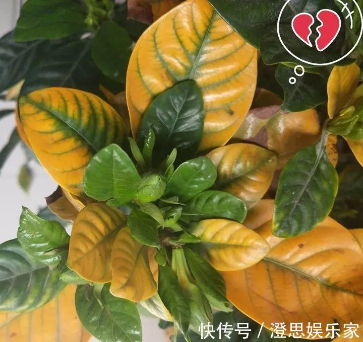 叶子|长寿的花苞迟迟不开用它喷两次,很快就能鼓起来!