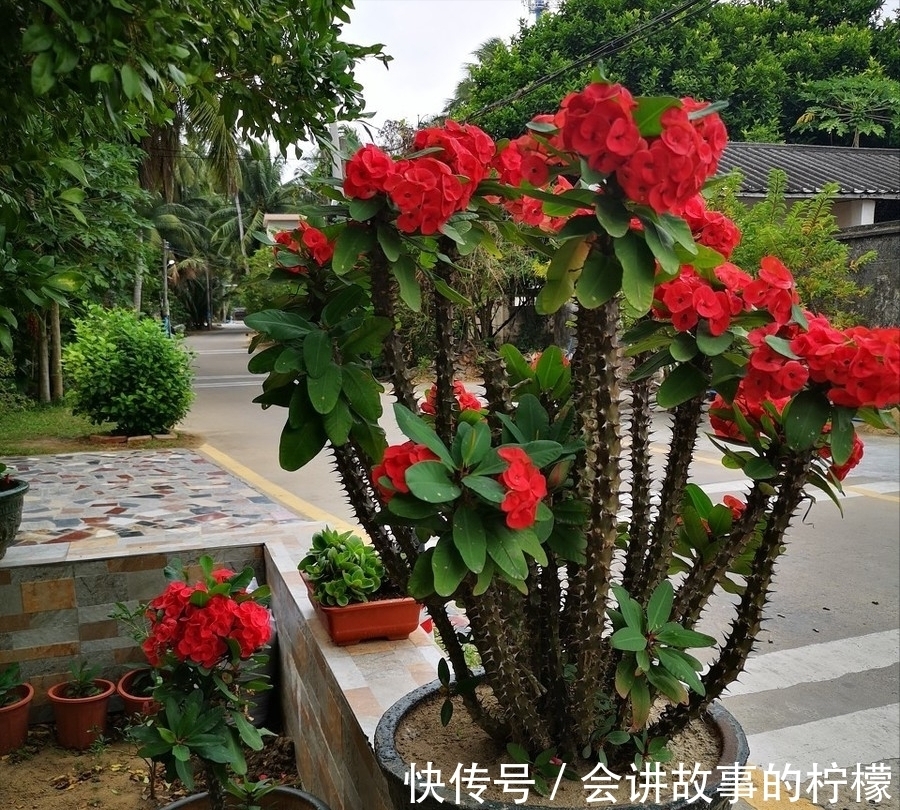 长寿花|5种“漂亮花”,喜欢毒日头,晒晒太阳,直接爆花快