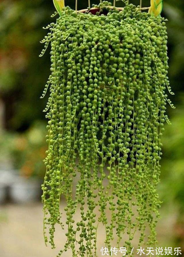 7种多肉,一养就爆盆,长长垂下来,变成“肉瀑布”,美煞人
