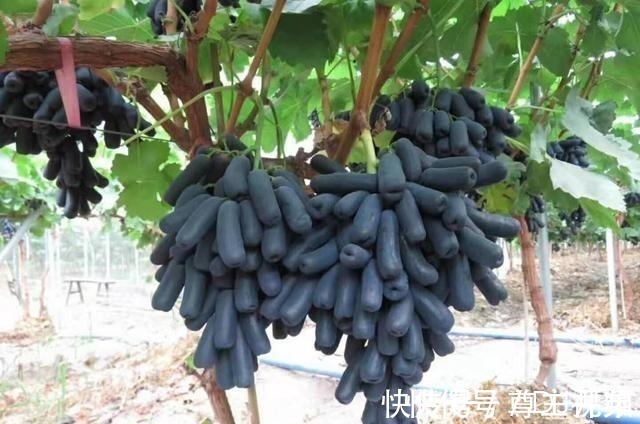 伙伴们|家有院子别空着,此树种几棵,耐寒耐旱,而且吃不完!