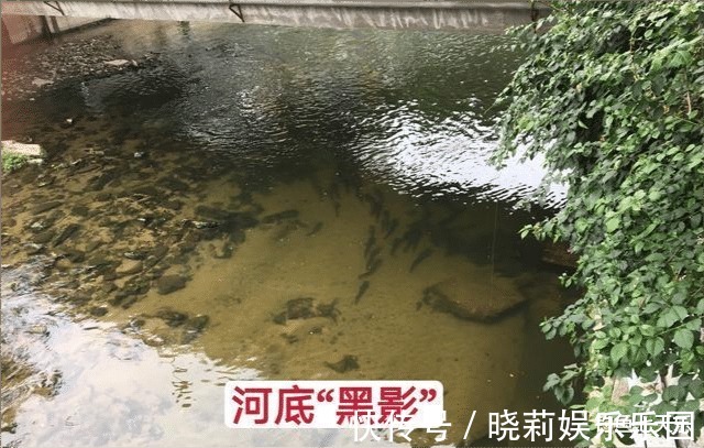 胡须|珠江“大鲶鱼”，被钓鱼人频频钓起！能不能吃？钓友：数数胡须的数量