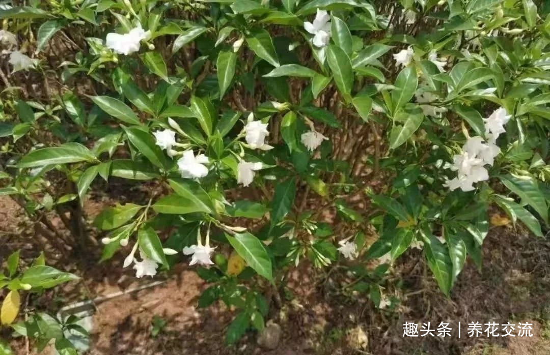 栀子花|花叶和栀子花相似的狗牙花，香味像茉莉花，好养又容易开花