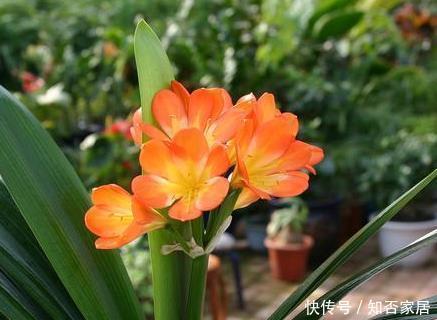 家养君子兰总是难开花用这三种东西堪比肥料,既省钱又实用