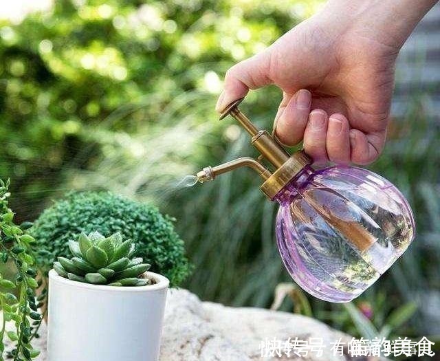 多肉半死不活,浇水也不行教你3招,吹气般的胖起来!