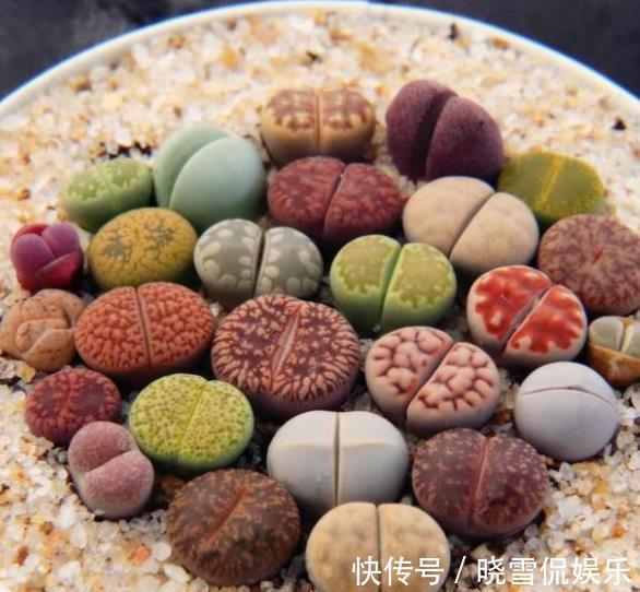 公认难养的8种多肉,爱生病长不好,新手别轻易尝试,白费了