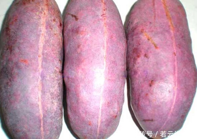 深山里这种果实长得丑却浑身是宝，补肾又美容，男女都爱吃