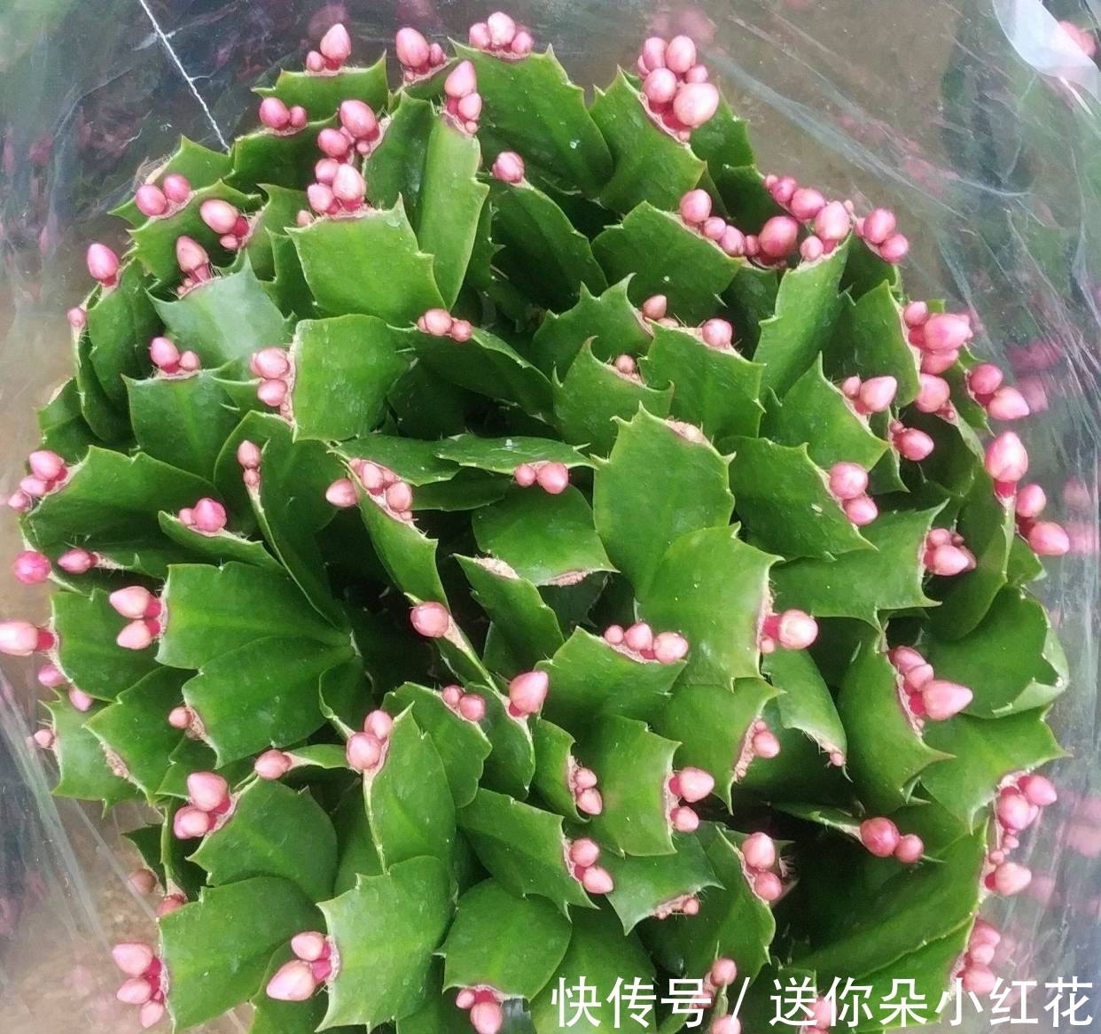 花草在精不在多!秋冬备齐这“3种”,每天都能有花欣赏