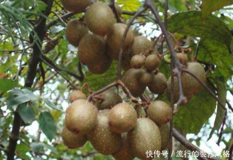 超市|超市30一斤的水果,在家一粒籽就可以盆栽,真是长见识了