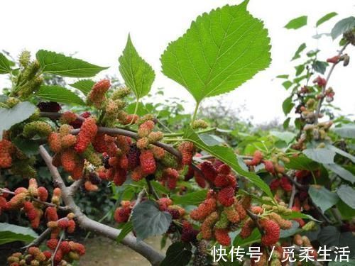 梧桐树|家里种树，讲究大，5种树旺宅，3种树不能栽，你知道是什么吗