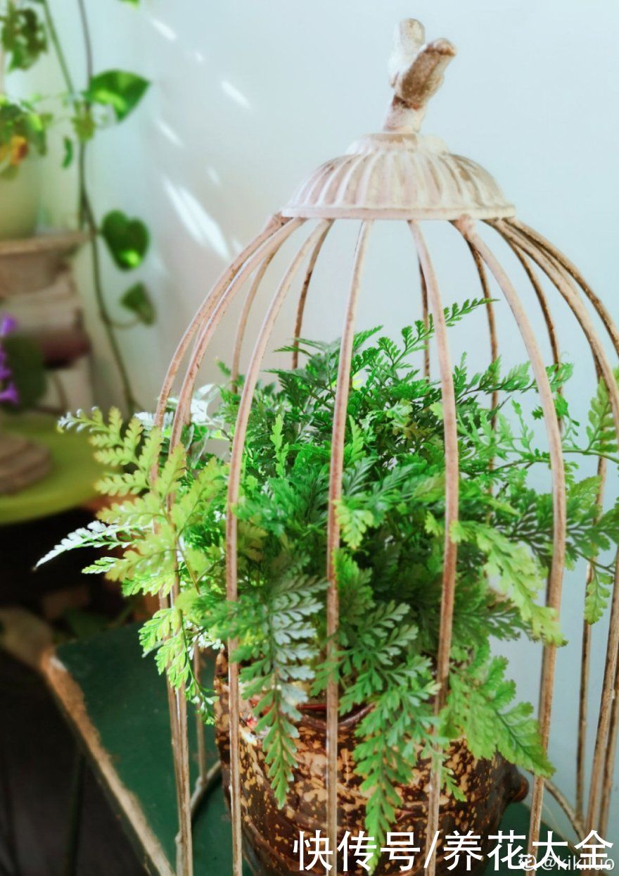 绿萝|家里别只养绿萝，15种精致耐阴花，光照不好也能长很美