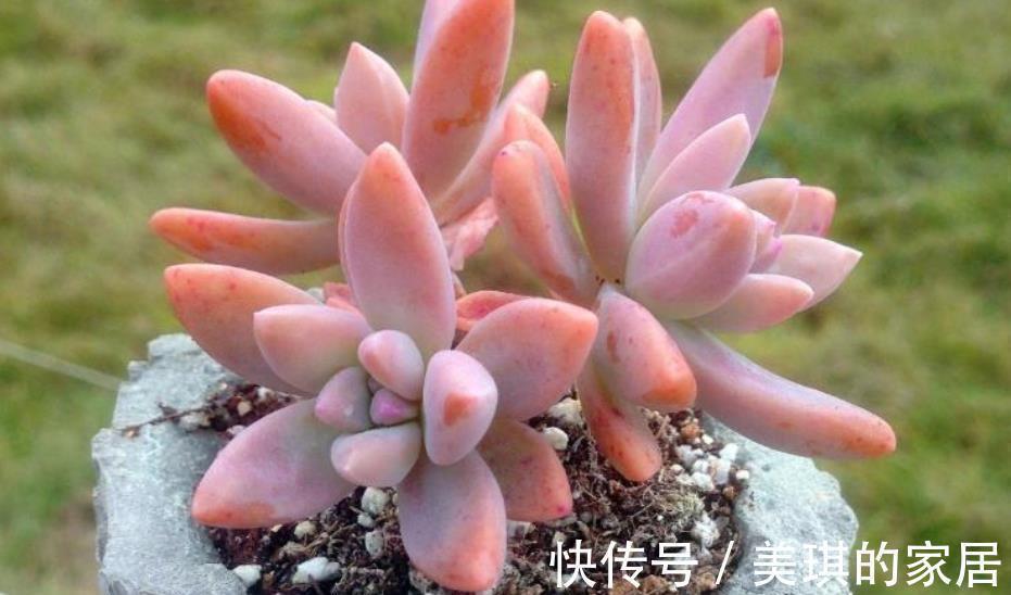 多肉徒长别再丢了,教你2个技巧,学会了肉肉繁殖快,一盆变多盆