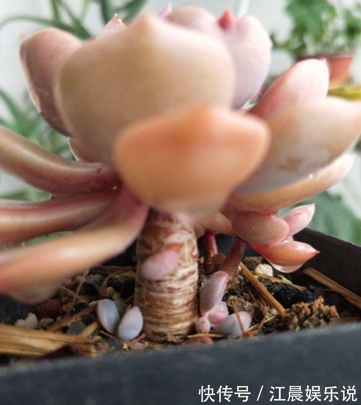 多肉叶子皱皱巴巴别光浇水,多半是伤根该换盆了!