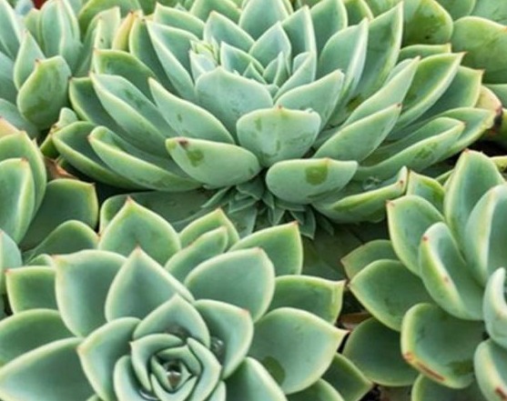 给多肉喂上这种“小零食”,新芽呼呼长,叶片肥厚,长得水灵灵的