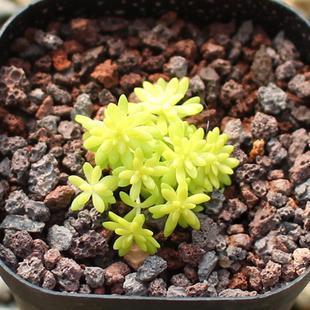 叶片5毫米长的多肉，一小棵丢盆里，3个月长爆盆，好养颜色美