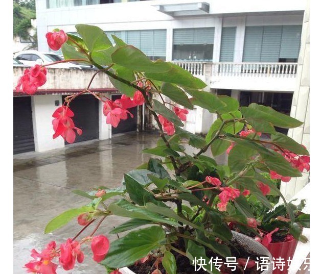 丝瓜筋|翻盆的时候放入以下东西,一年都不用施肥助你叶翠花靓!