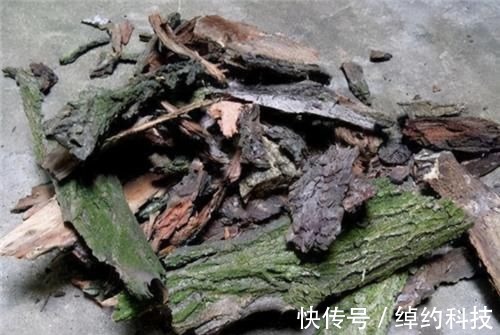 植株|冬天养虎皮兰，土里埋点“生长素”，一到春天爆新芽