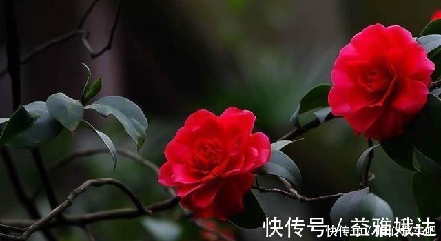 山茶科|家有一小院,定要养棵“它”,树态峭立,花色艳丽,比桃花要好!