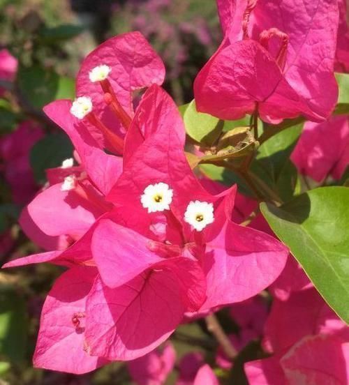 喜阳花|三角梅要催花,光控水可不行,做好这3件事,花开成一片花海洋