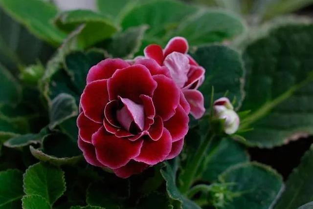 大岩桐从不敢晒太阳,小心浑身长黑斑,就爱暗地里偷偷开花