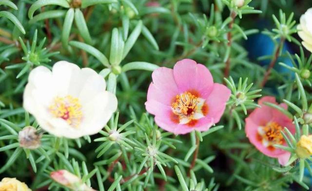 邻居家掐点枝就能活的6种花卉盆栽，不用管自己就能爆盆！