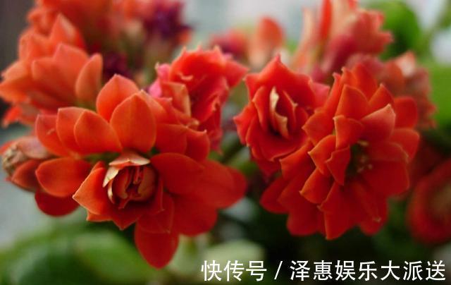 休眠期|长寿花是时候施肥了,来点白色粉末兑水浇花,睡醒了就等开花