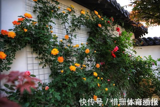 这6种花养好了，家里秒变花海，一年四季有花看！