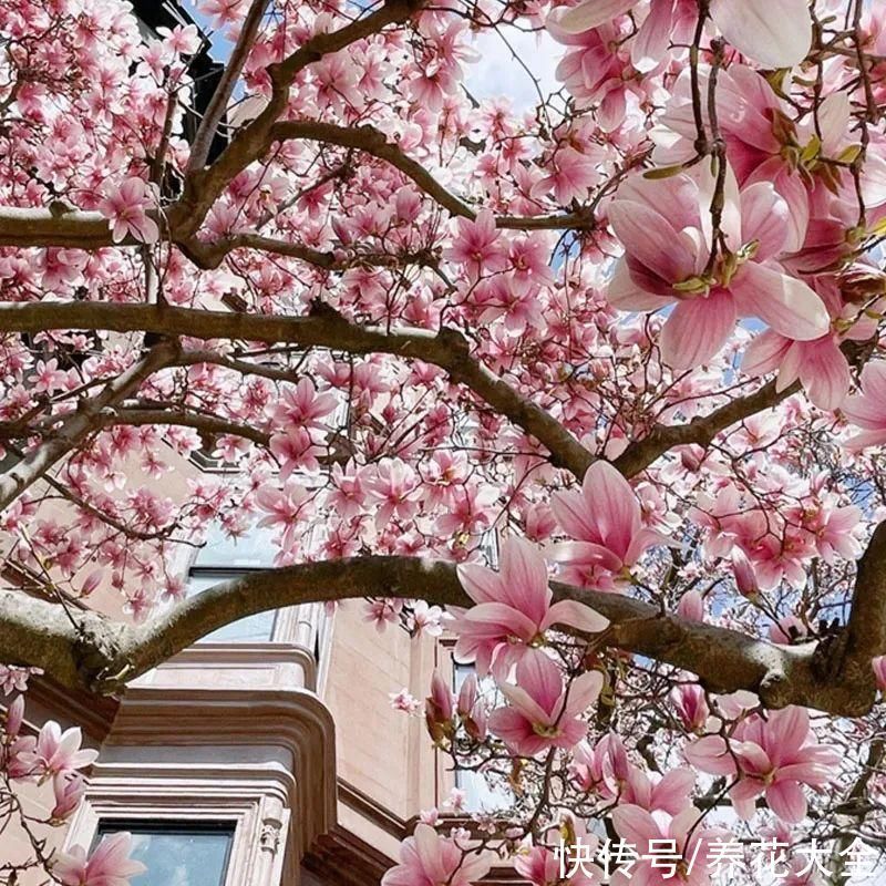 家门口种棵“吉祥花”，满树都开花，还有“镇宅”好兆头