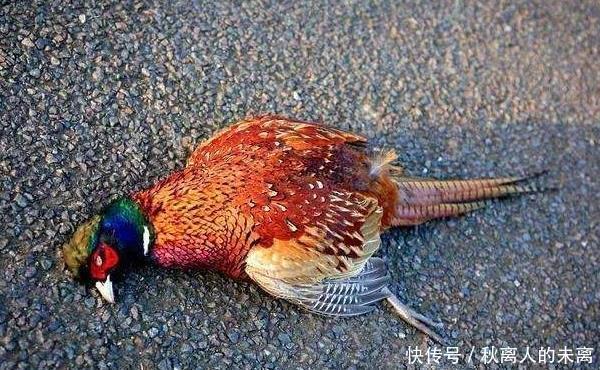 “春不捡鸡,冬不捡兔”,有何意?冻死的兔子为啥不能捡回家?