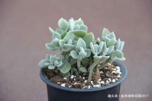 多肉中的呆萌代表,千兔耳这样养护