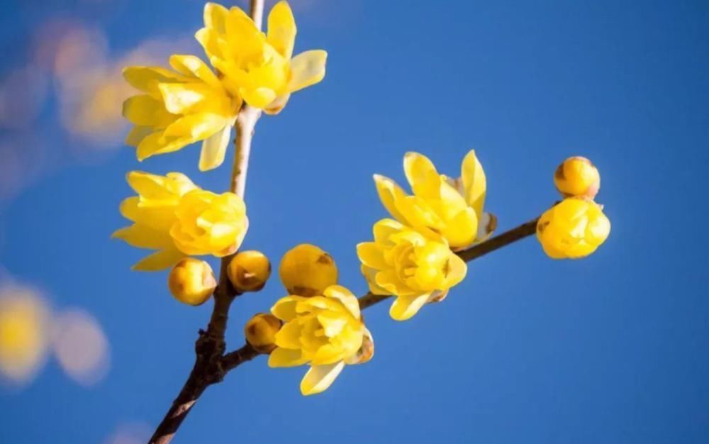 腊八节|十首腊八的诗词,品味诗书中的腊八节!