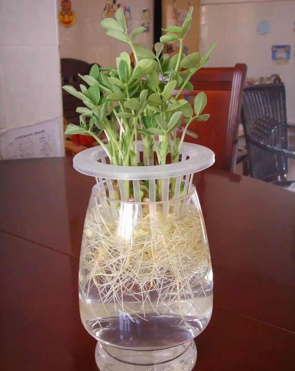 家里的有些东西,扔水里就是一盆郁郁葱葱小盆栽