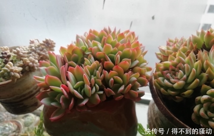 养多肉的心情说不清,都在照片里了