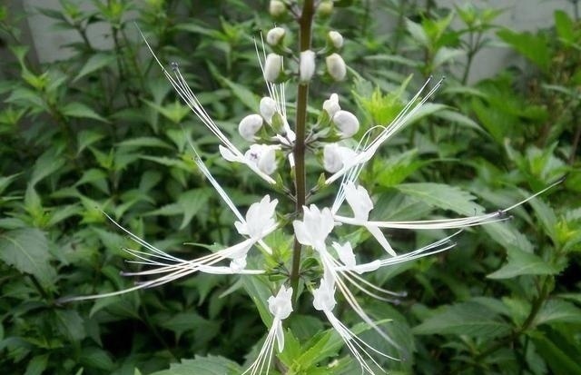 叶片|这东西,路边常见,俗称“肾草”,价值珍贵却被当野草对待,可惜