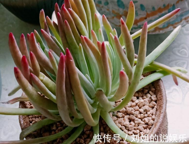 养仙女杯多肉爱杜丽丝,3个细节把控好,茎叶茂盛又美丽