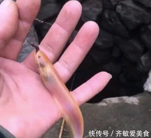 广西|这是啥鱼?广西柳州废井里,居然能钓到“稀罕鱼”,你认识几条?