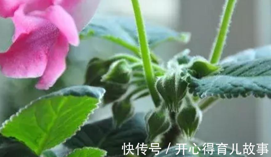 冬天这些花不能喷水