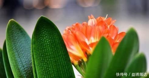 君子兰|气温超过35℃,君子兰有“4怕”,避开后,不休眠,还长新叶