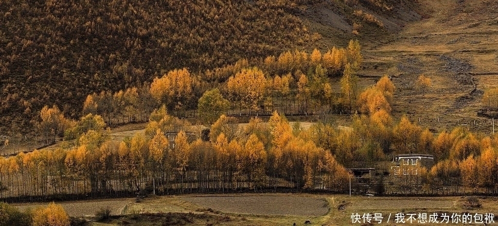 白桦林|红叶、雪山、雅鲁藏布江，稻城亚丁和大兴安岭 由南到北体验初秋