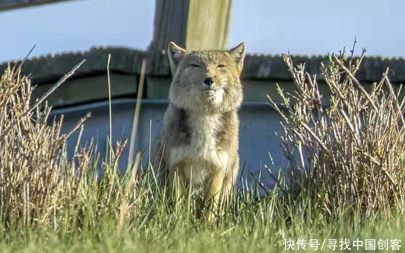 高原行走的“面瘫帝”藏狐 首次在青海湖鸬鹚岛区域发现