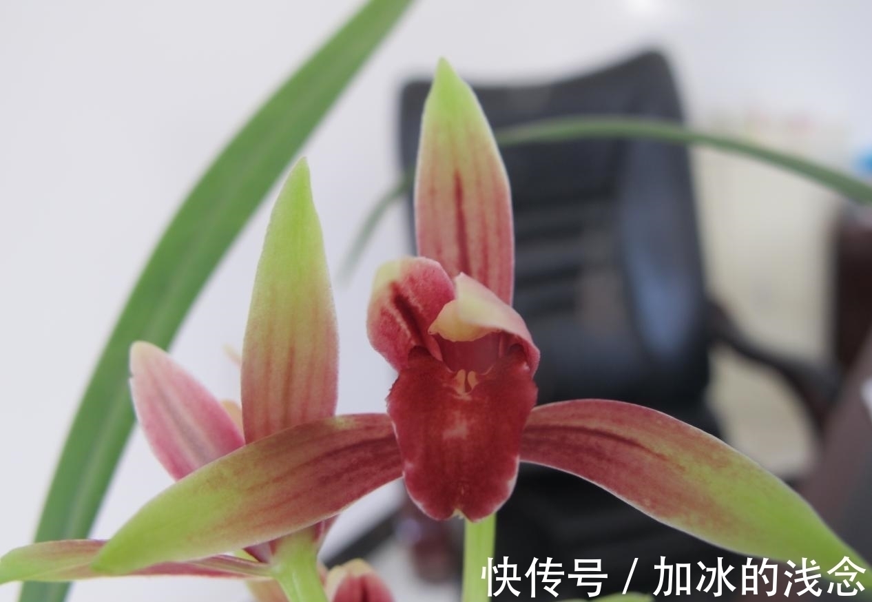 这款兰花,是建兰红素名品,花开艳丽,香味浓郁,花姿迷人