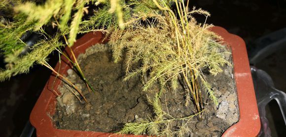 掉叶发黄快枯死的文竹怎么急救给它喝点酸奶,一个月爆盆绿油油