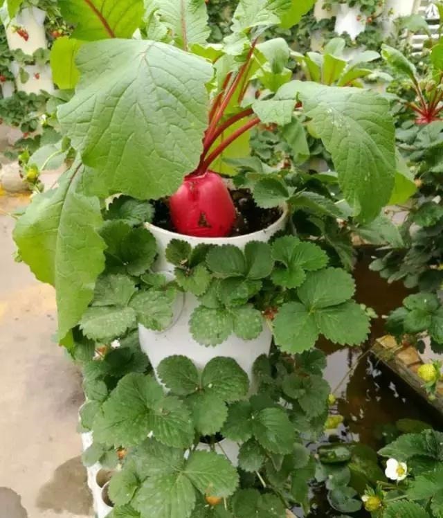 草莓这么贵就别买了，自己种一盆，1招让草莓又大又甜！